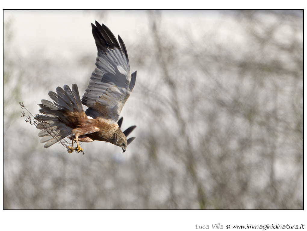Falco di palude - Circus aeroginosus